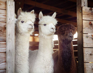 Kołdra My Alpaca letnia