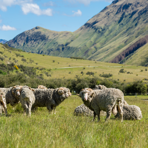 Kołdra Schwarzwald wełna merino całoroczna