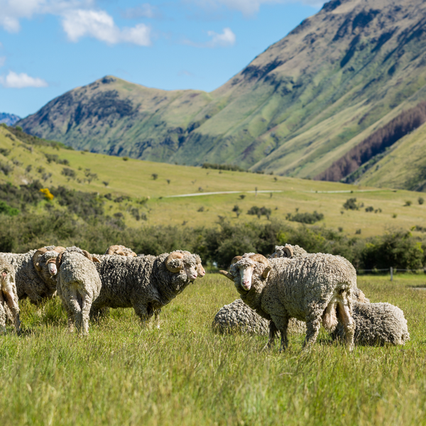 Kołdra Schwarzwald wełna merino całoroczna