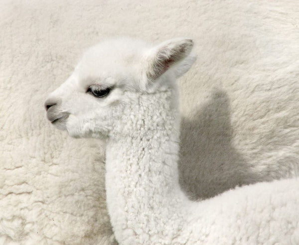 Poduszka dziecięca My Alpaca